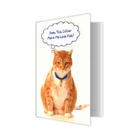 Thumbnail for Birthday Cat - Does This Collar