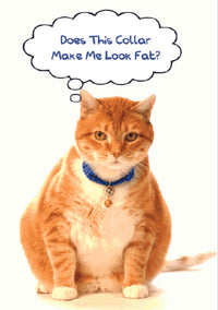 Thumbnail for Birthday Cat - Does This Collar