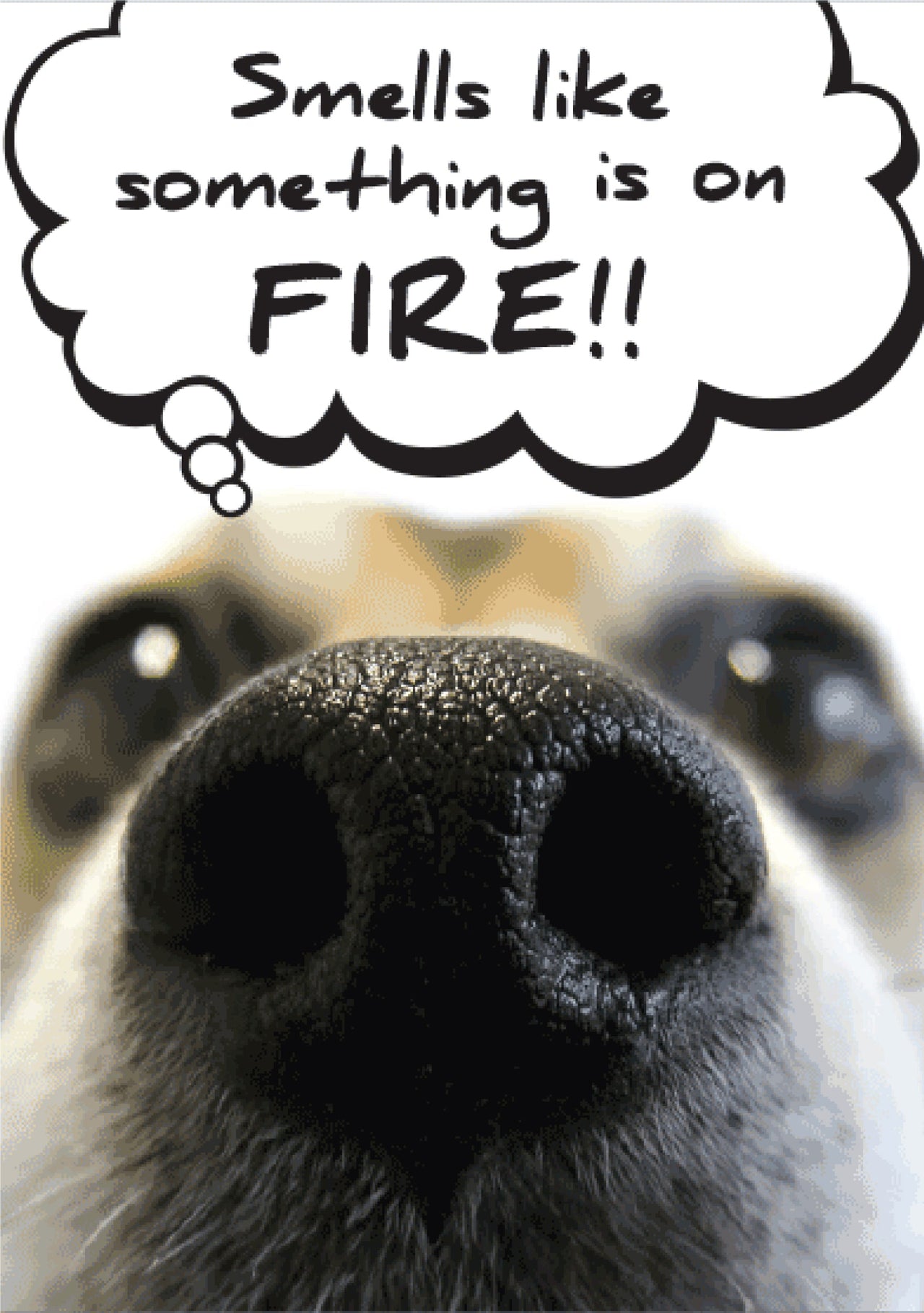 Birthday - I Smell Something