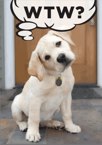 Thumbnail for Birthday - WTW? What the Woof