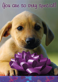 Thumbnail for Birthday - New Puppy Smell