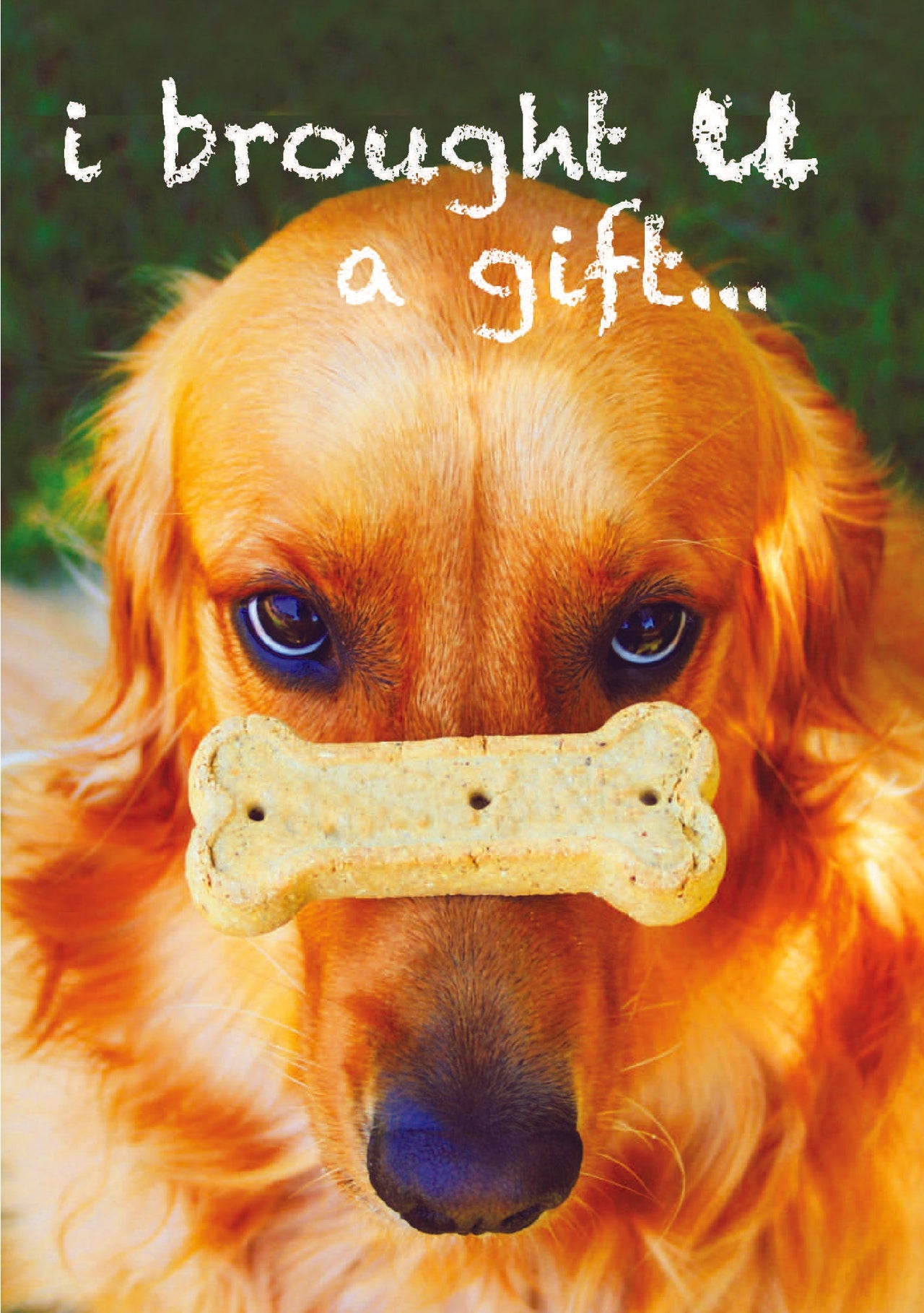 Pet Sitter - i brought U a gift...
